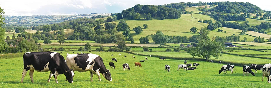 Agroserve